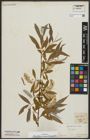 Foto von Salix alba subsp. micans (Andersson) Rech. f.